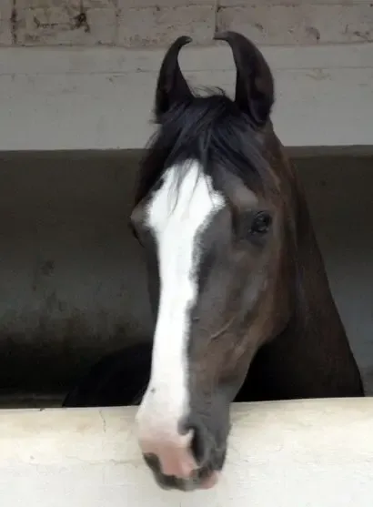 summer-impressions bodyImage